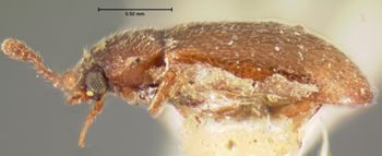 Media type: image;   Entomology 6838 Aspect: habitus lateral view